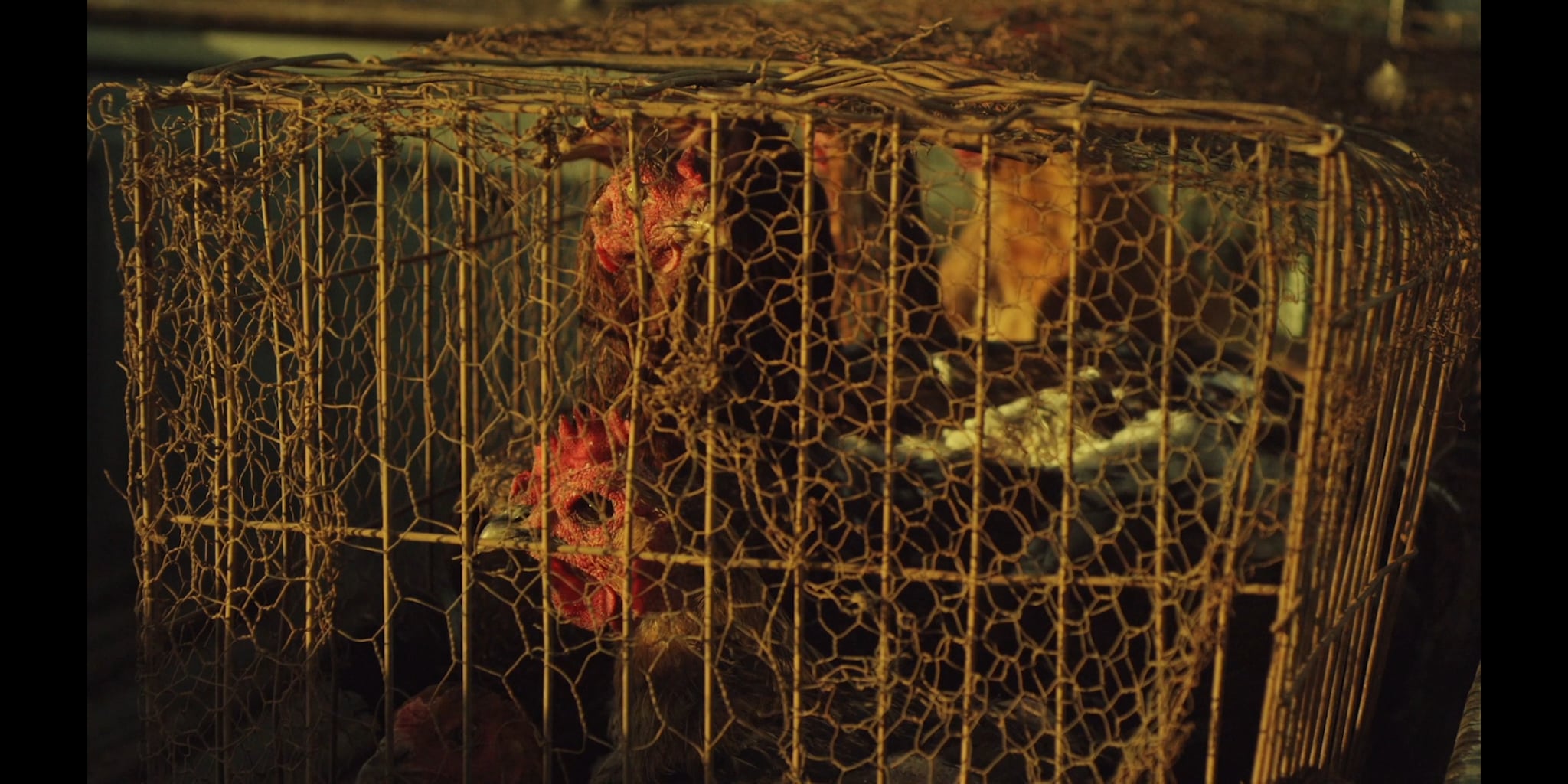 Querencia (Homing) Trailer