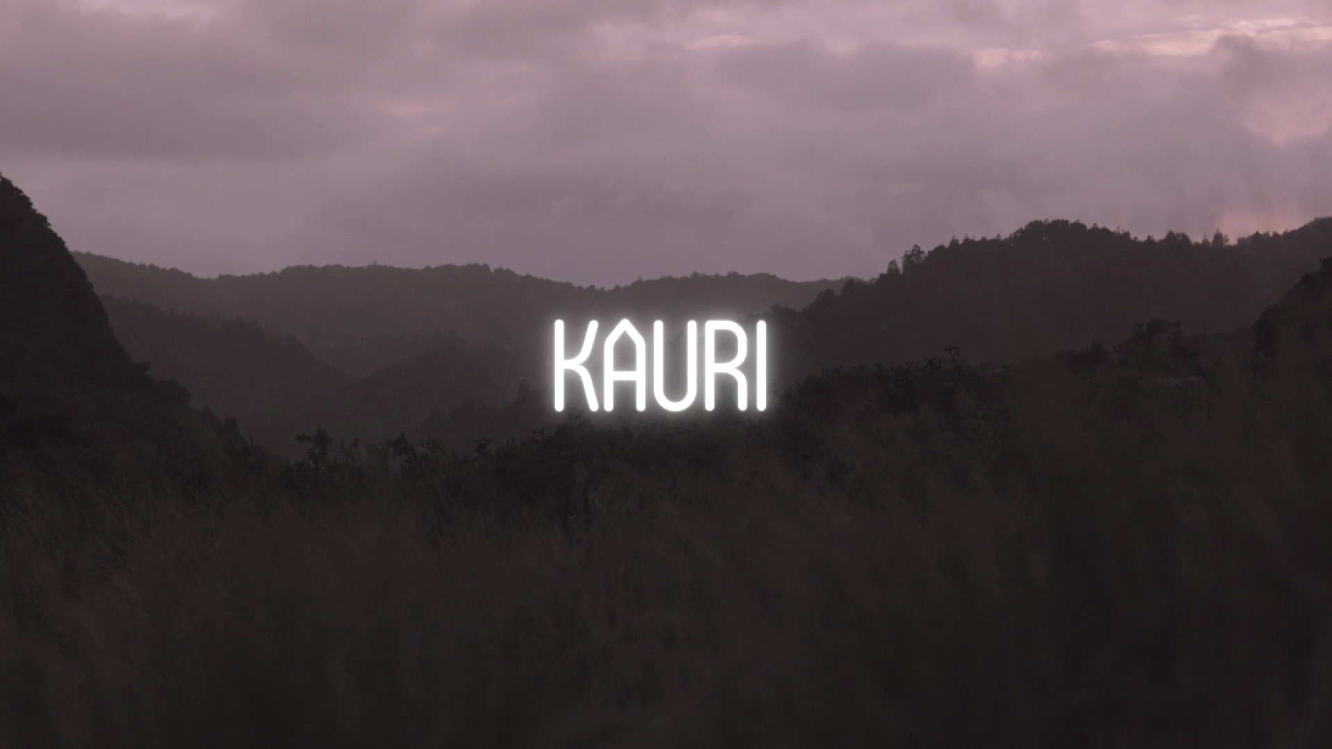 Kauri