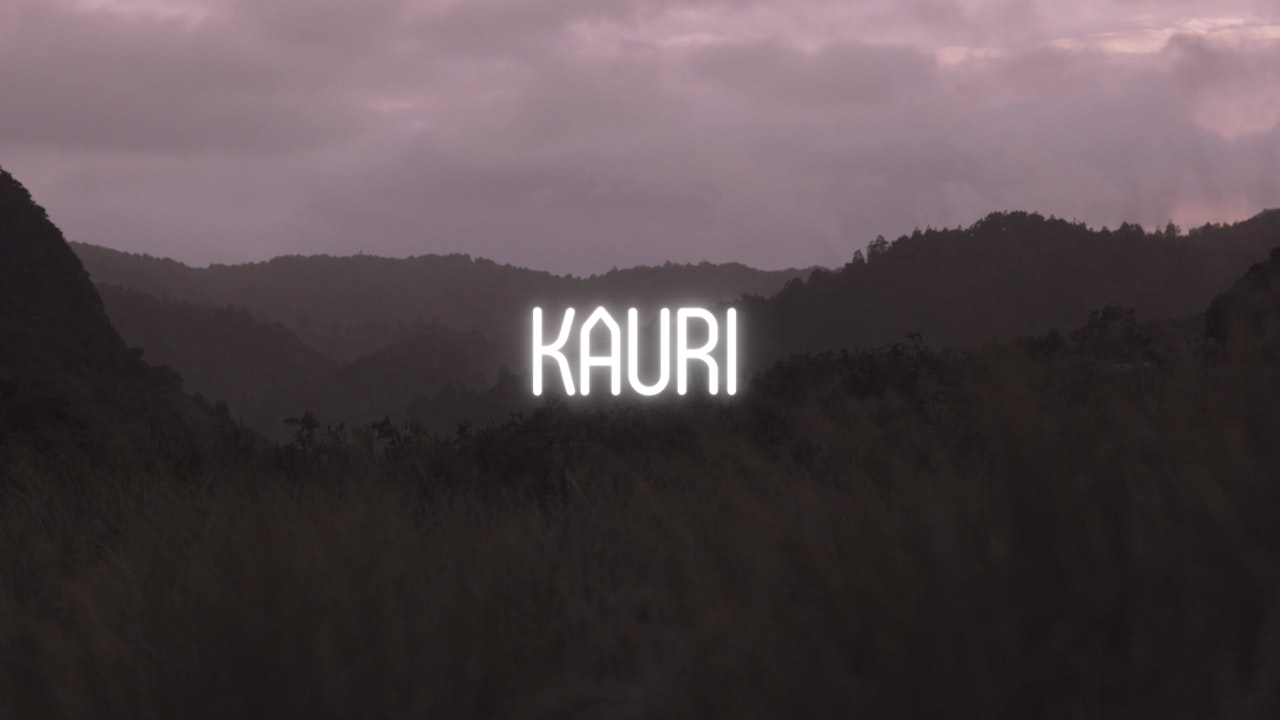 Kauri