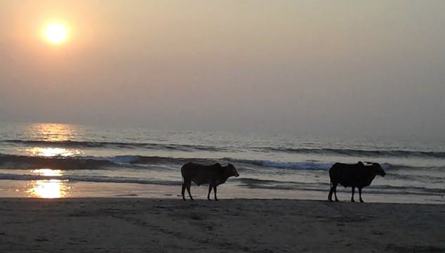 Goa to Mumbai to Toronto(?)