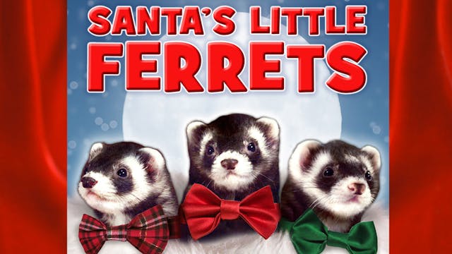Santa's Little Ferrets