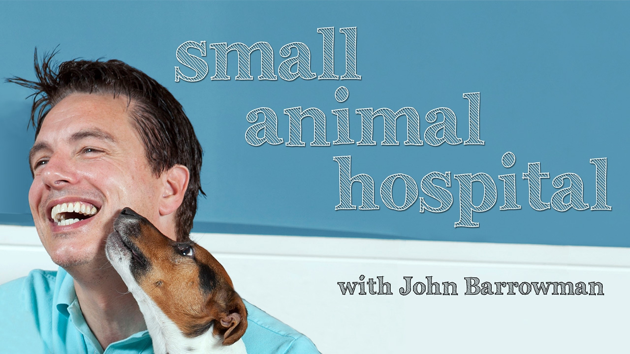 Small Animal Hospital