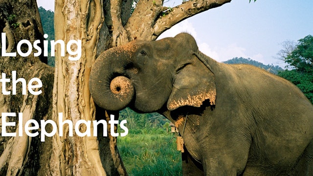 Losing the Elephants