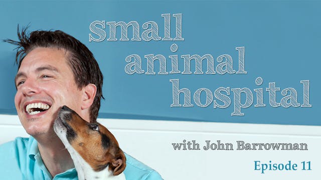 Small Animal Hospital: Episode 11