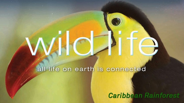 Wild Life - Caribbean Rainforest