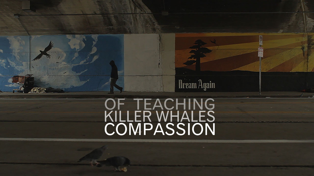 Of Teaching Killer Whales Compassion