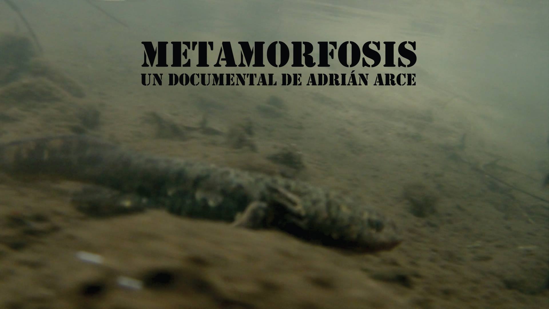 Metamorphosis