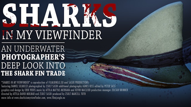 Sharks in My Viewfinder
