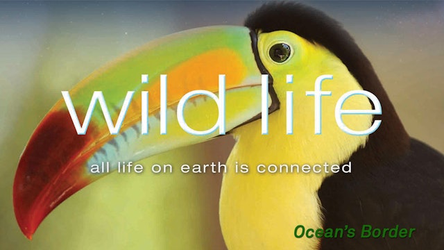 Wild Life - Ocean Border