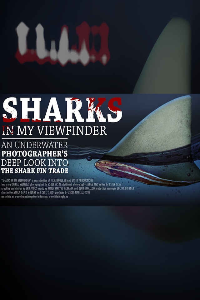 Sharks in My Viewfinder