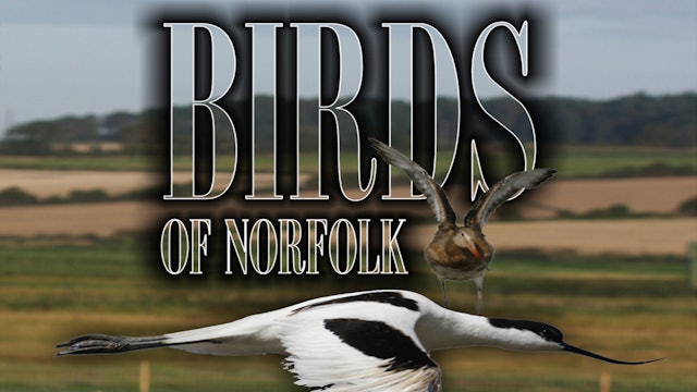 Birds Of Norfolk: A Bird Watchers Dream