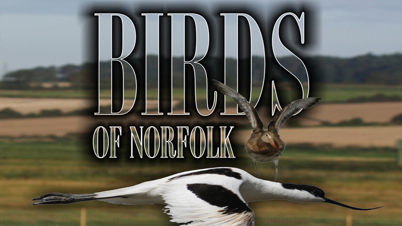 Birds Of Norfolk: A Bird Watchers Dream