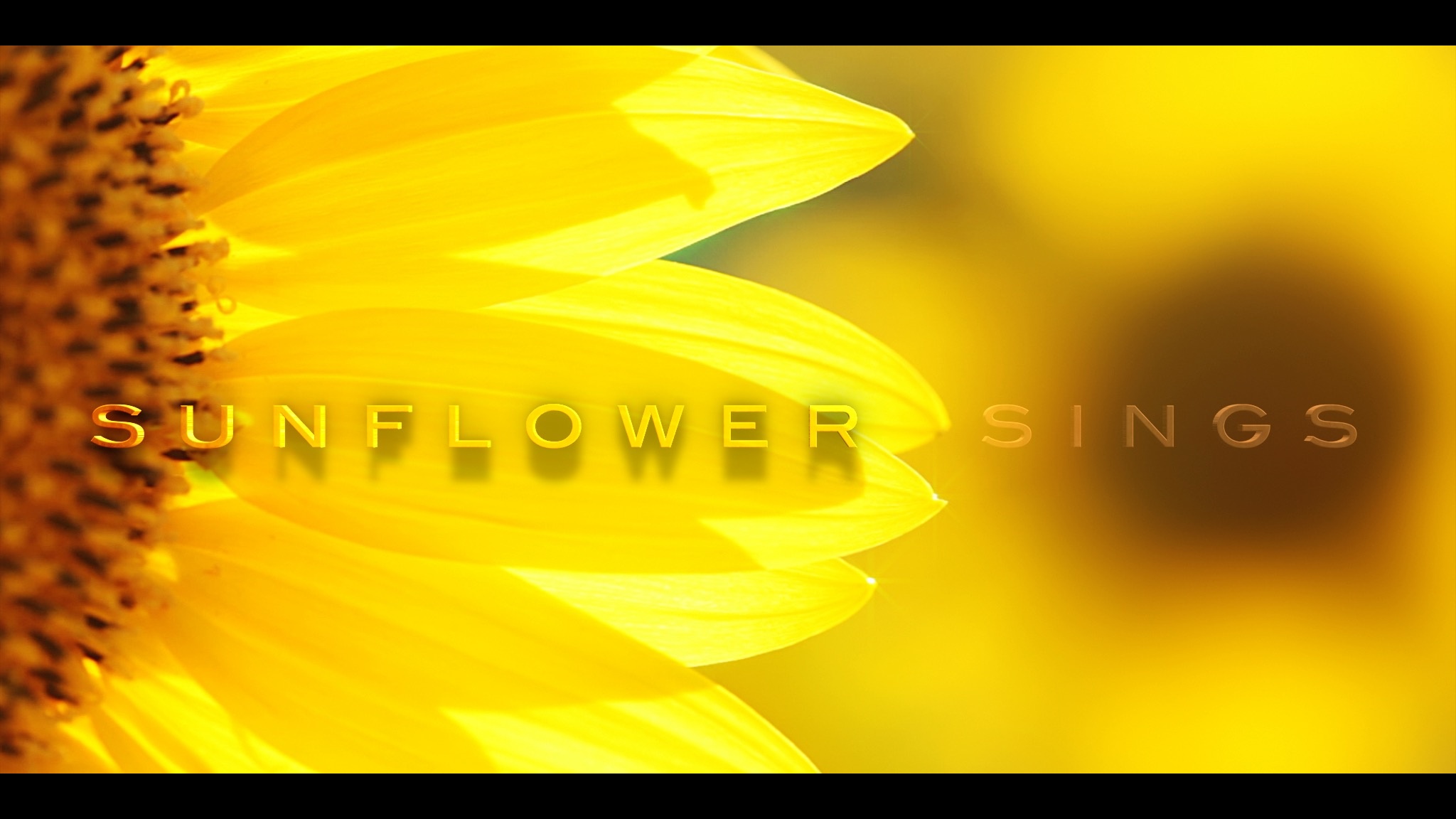 Sunflower Sings