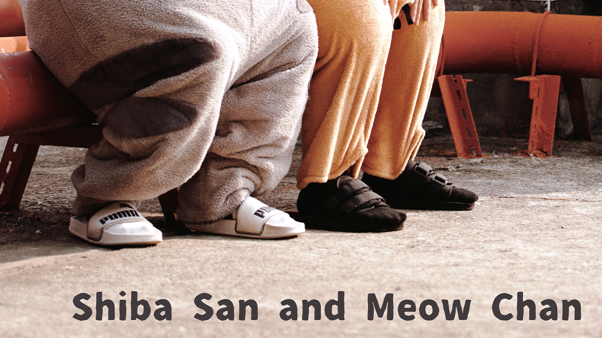 Shiba San And Meow Chan