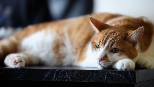 Tommy - The Day After