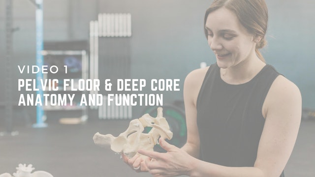 Pelvic Floor & Deep Core Anatomy and Function