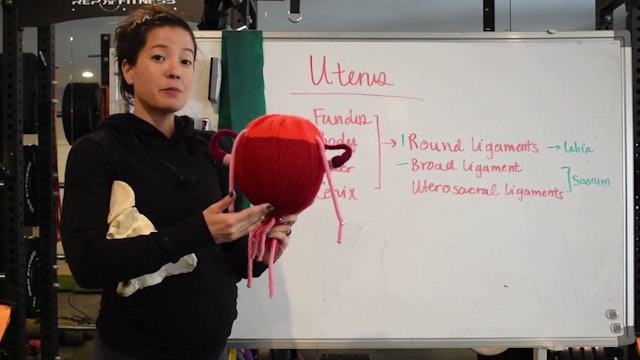 12 - Uterus Anatomy