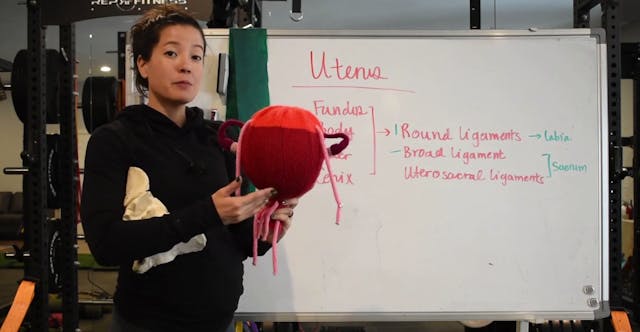 12 - Uterus Anatomy