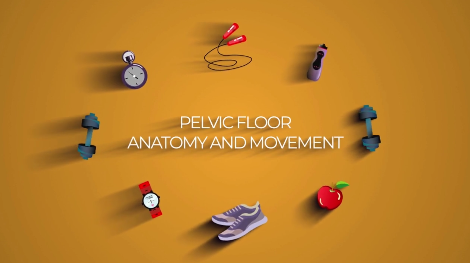 2 - Pelvic Floor Anatomy and Movement