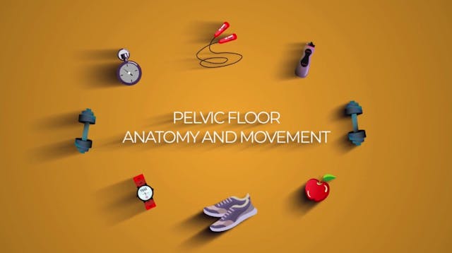 2 - Pelvic Floor Anatomy and Movement