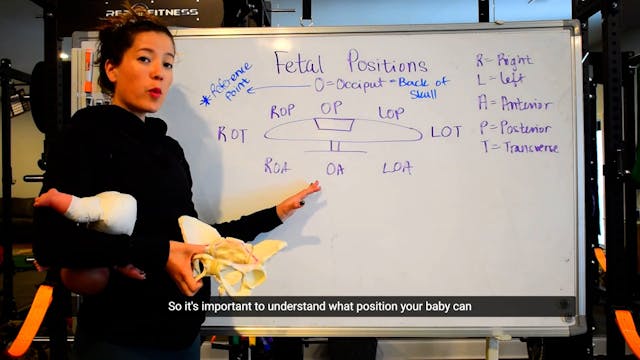 3 - Fetal Positions