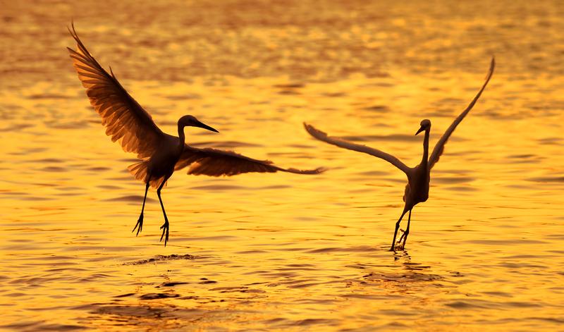 Harmonize: Lower Belly, Eyes & Throat