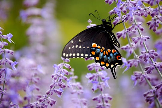Gentleness: Stream of Breath & Collar...