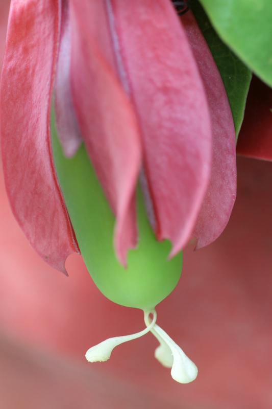 (New) Integrity "Aligning with your Seed" (Live Meditation)