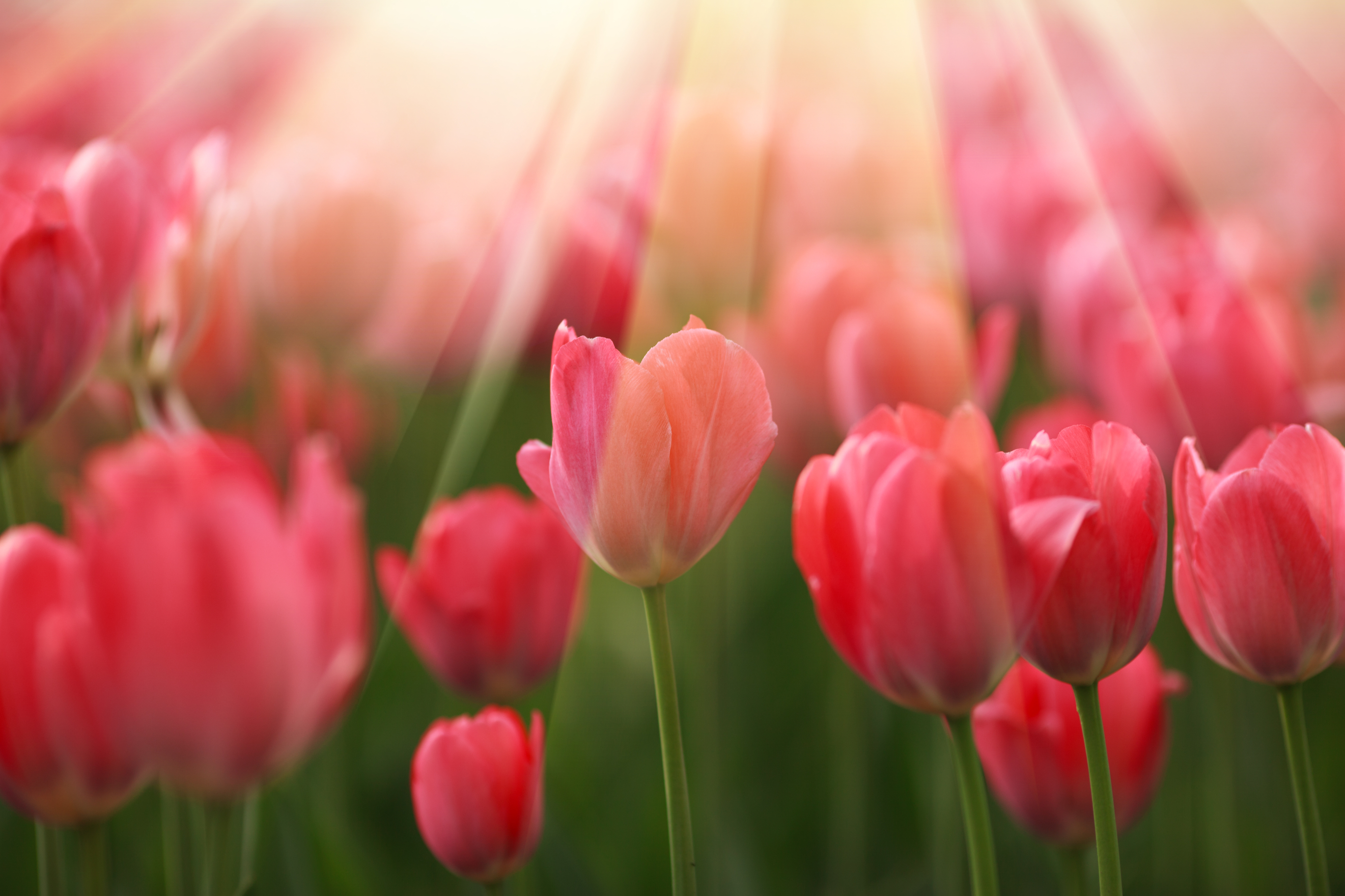 Welcome Your Experience: Breath, Navel, Center of Head, Heart 