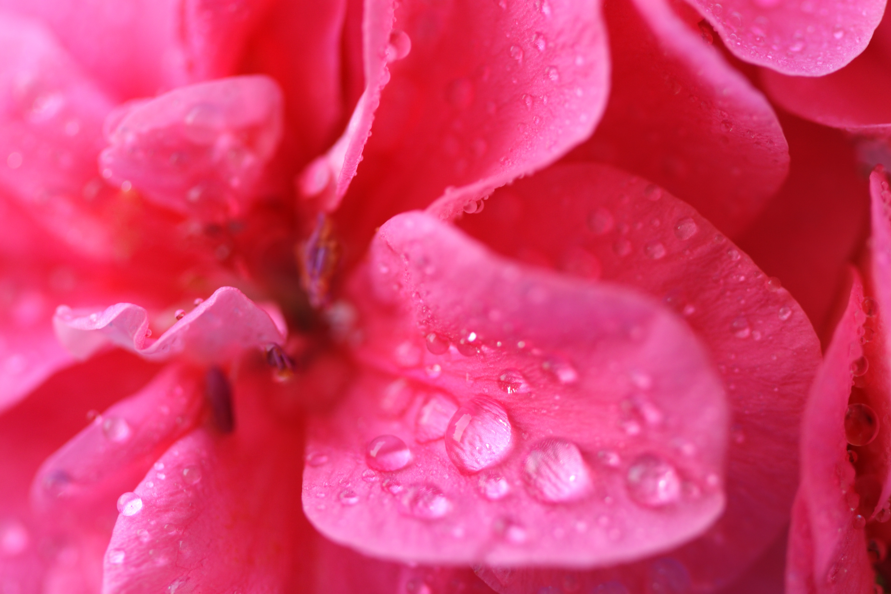 Love: Breath, Nostrils, Head, Back & Heart