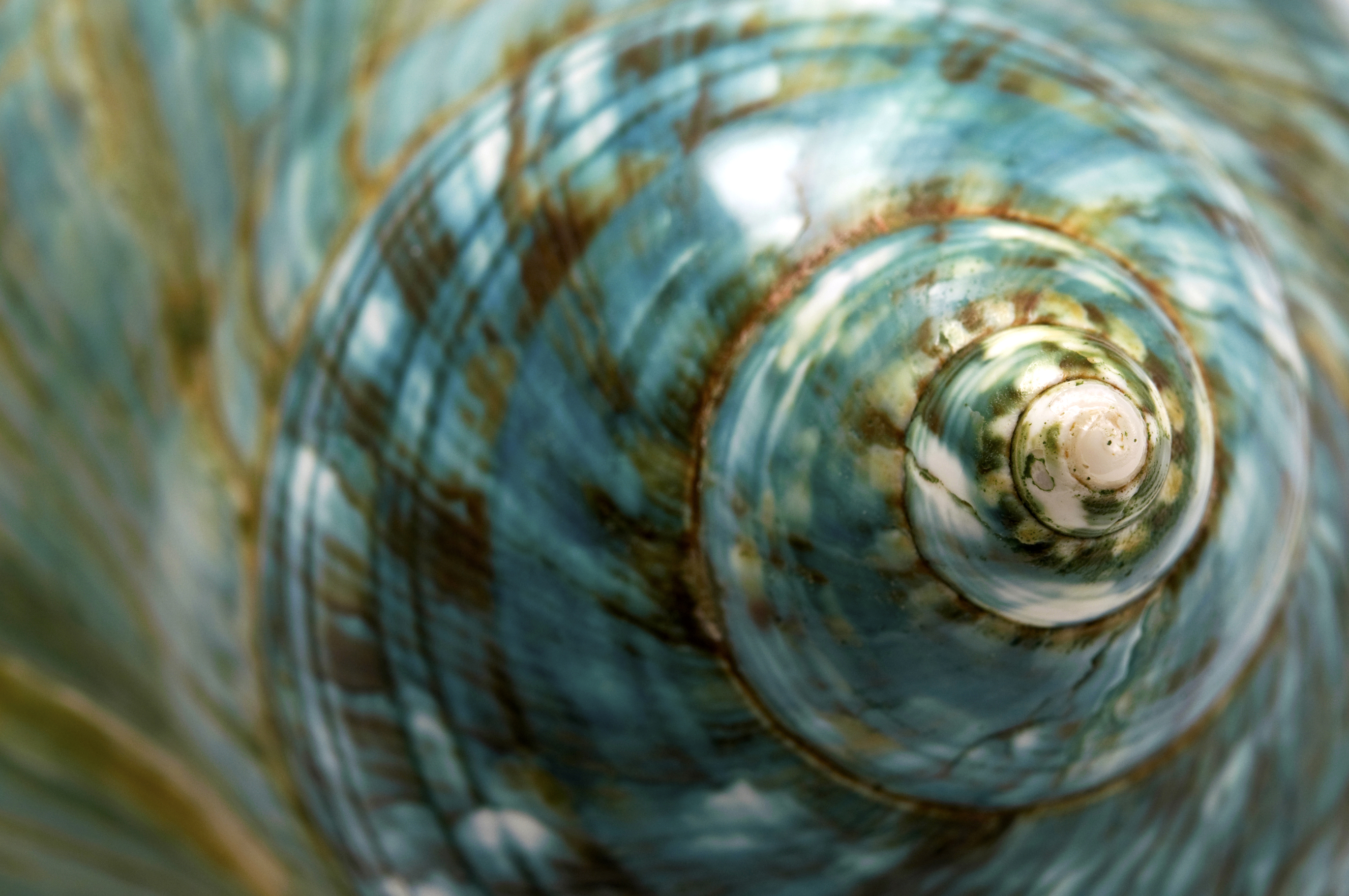 The Power of Curiosity: Breath, Back, Front, Side, Lower Ribs & Solar Plexus 