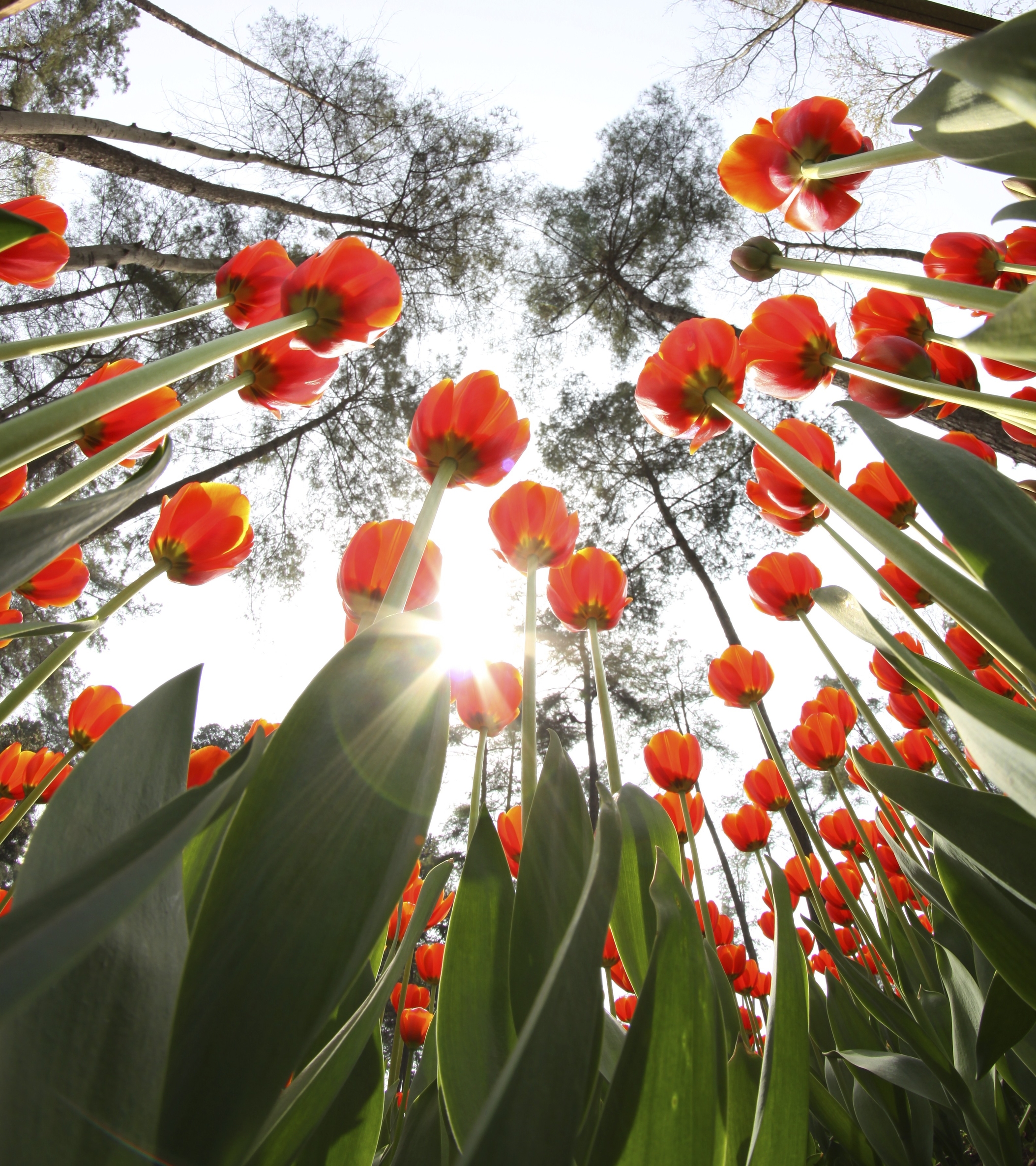 (New) "Listening" (Ground & Ear Canals)