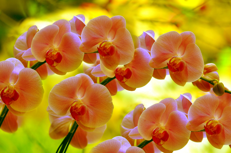 Lightness: Breath, Solar Plexus, Energy Field