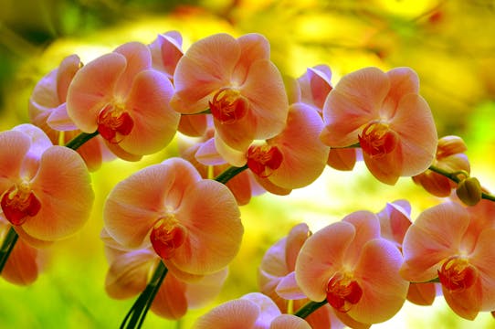 Lightness: Breath, Solar Plexus, Ener...