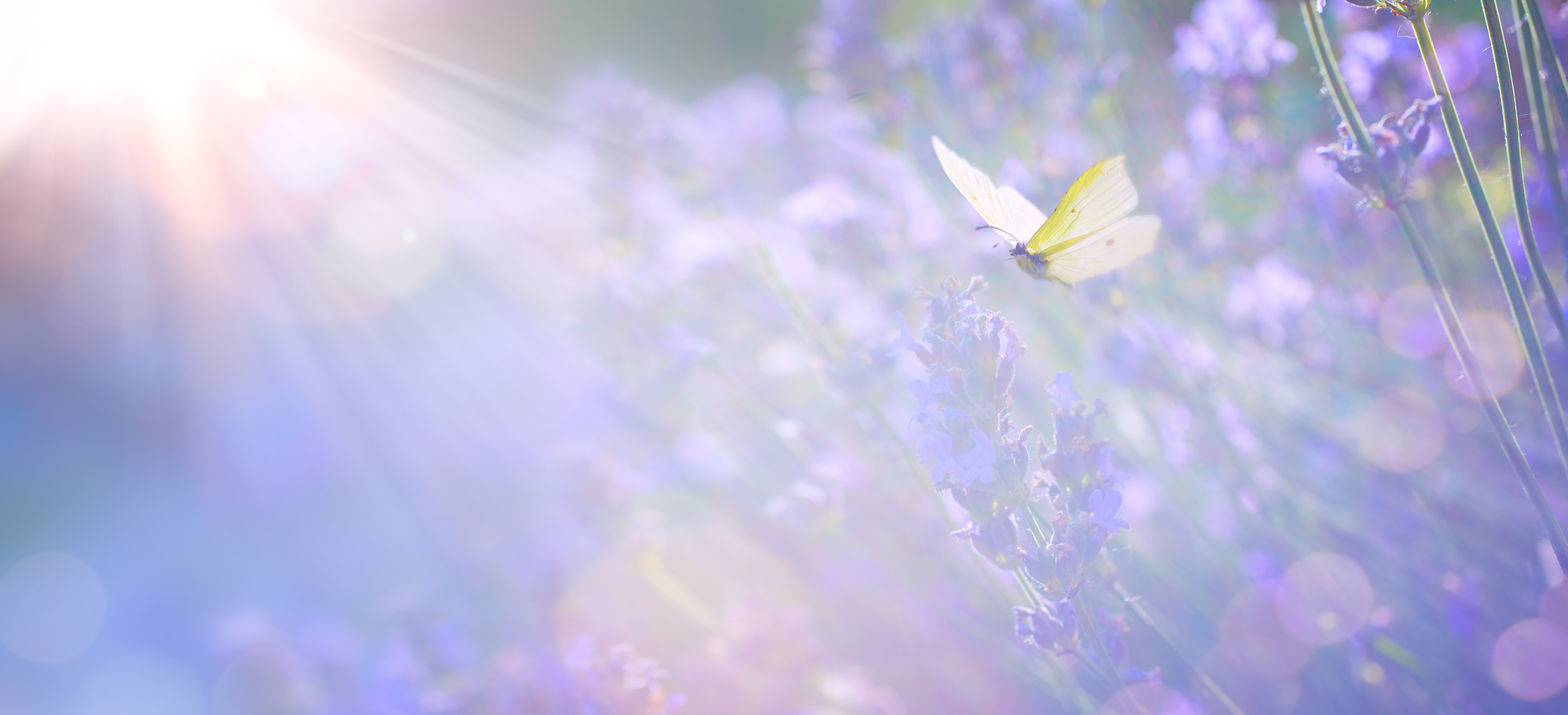 (New) Summer’s Healing Meditation