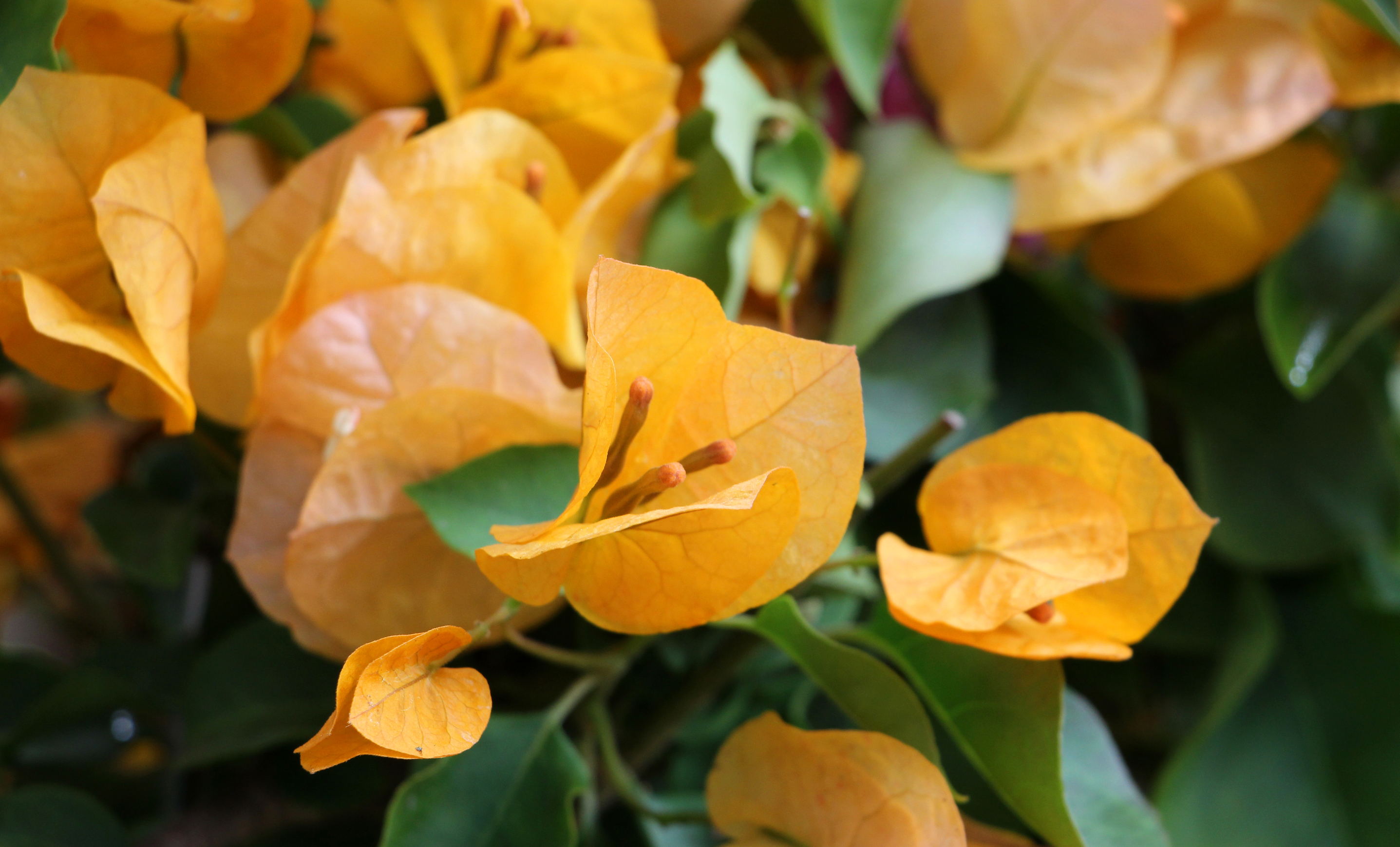 Allow Change: Breath, Diaphragm, Base of Throat