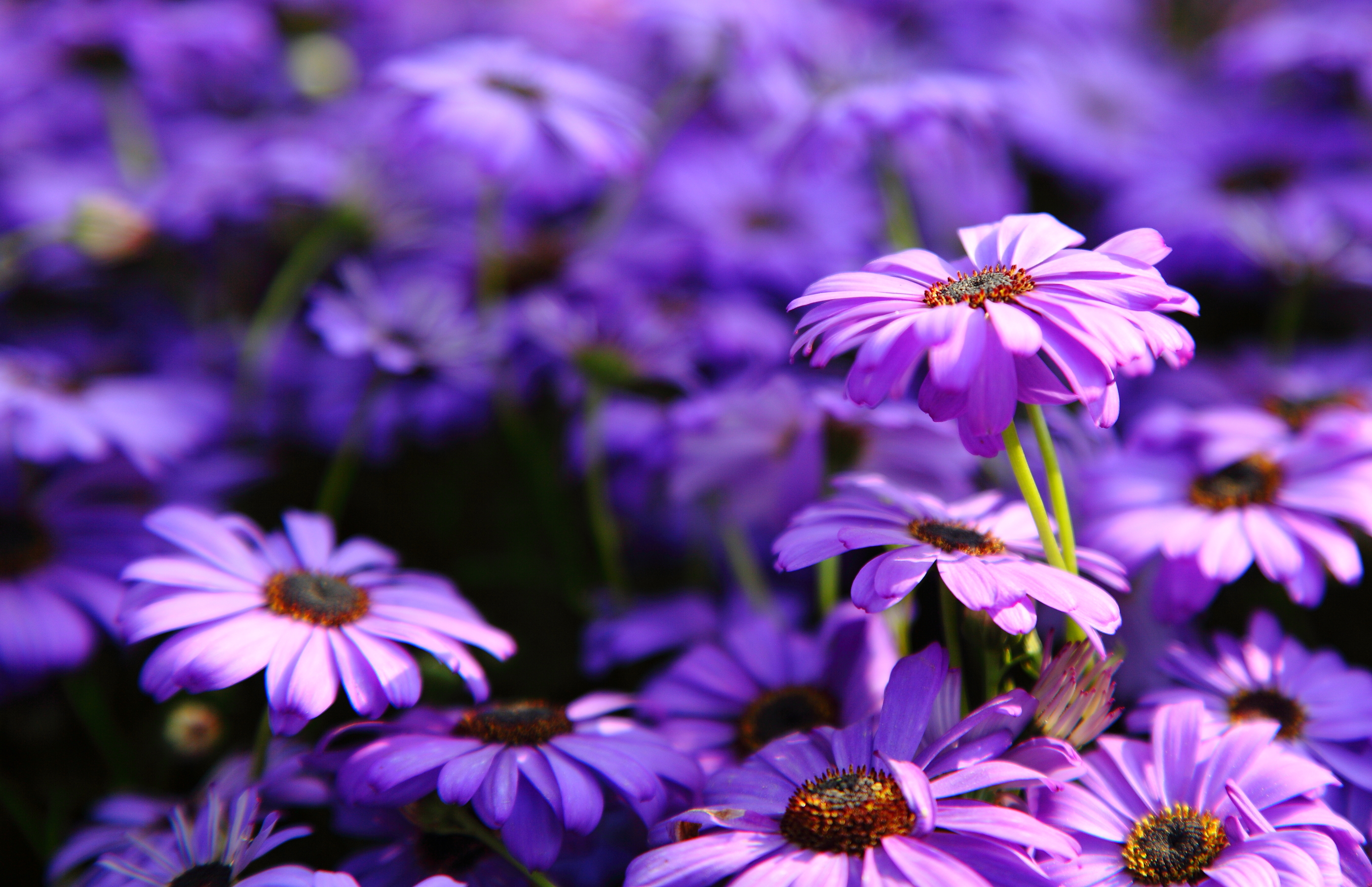 Kindness: Breath, Back, Front, Sides of Chest