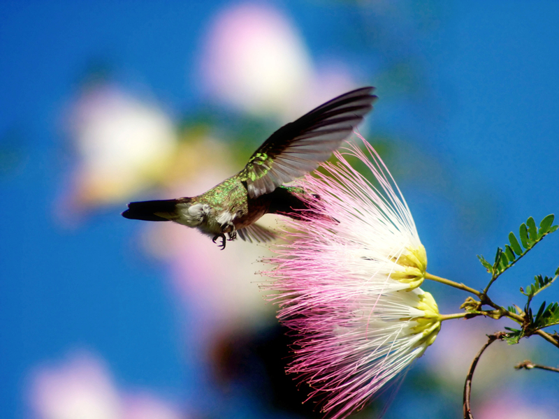 "Awaken Your Genius" Eyes, Ground, Breath (Live Meditation)