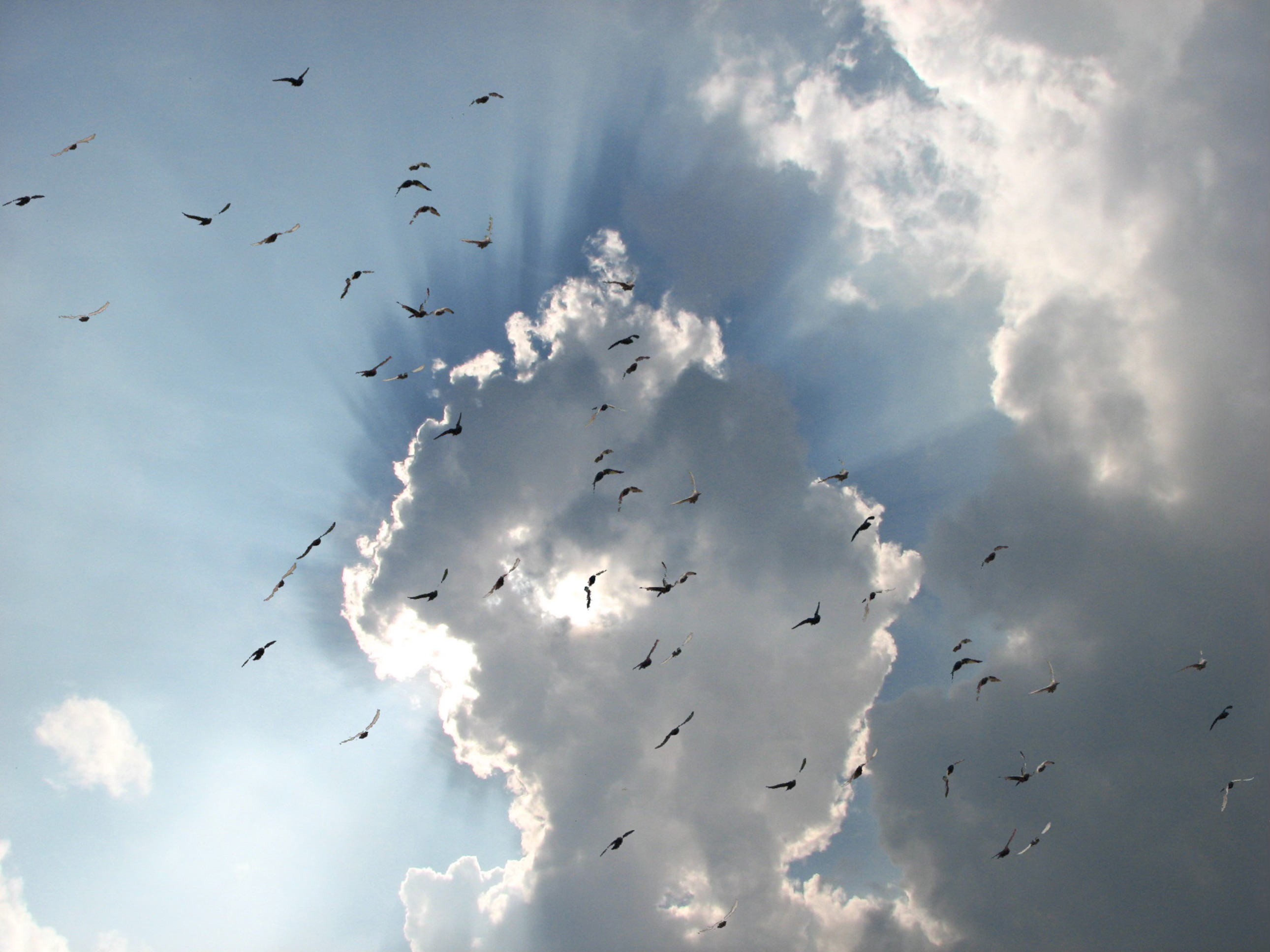 "Soften and Expand" (Live Meditation)