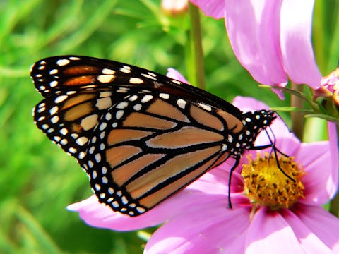 Receptivity: Breath, Eyes, Ground, Be...