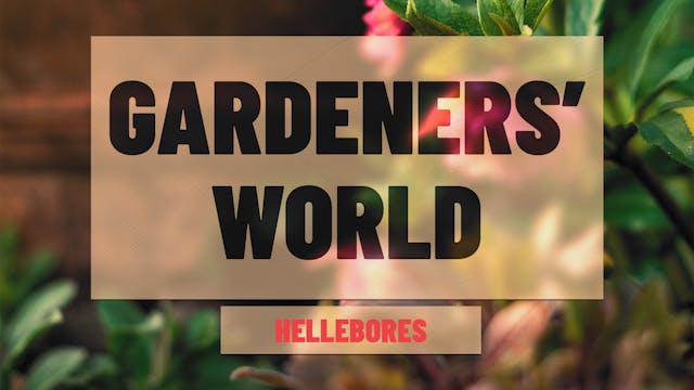 Gardeners' World - Helleborus Orientalis