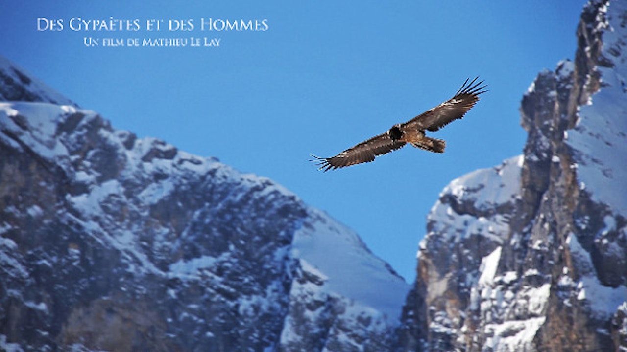 Bearded Vultures of the Alps