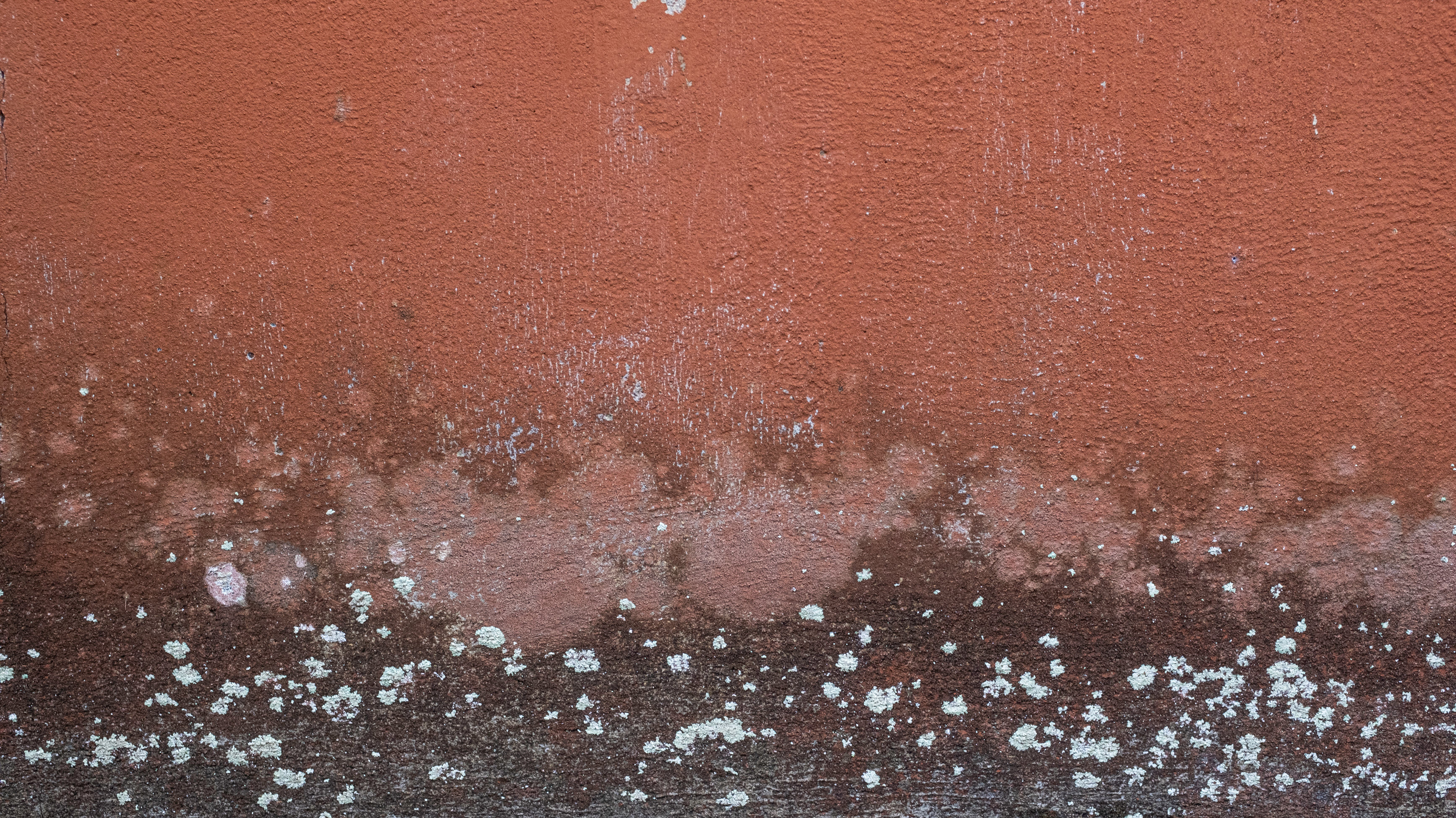 Mold Remediation - Mold Growth