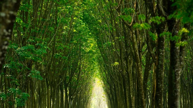 The Hidden Language of Trees with Suz...