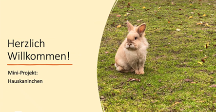 Mini-Projekt: Wie lebt das Hauskaninchen?