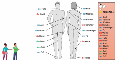 Mini-Projekt: Ich erforsche meinen Körper