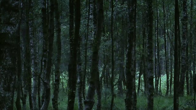 Silent Wilderness (Stille Wildernis) - final cut
