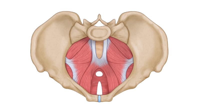Pelvic Floor Series- What it is and How to Use it