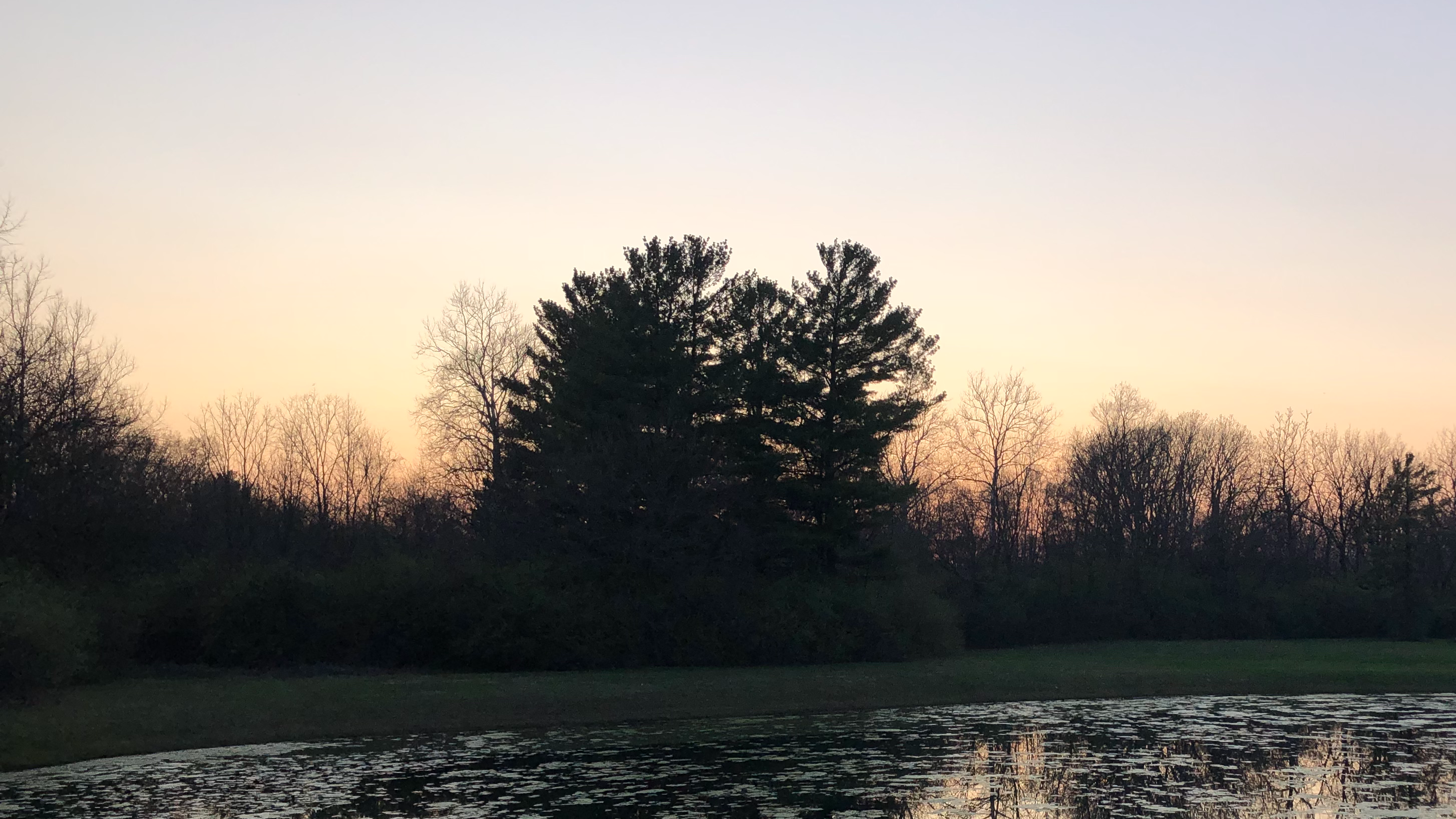 A Walk in the Woods- Guided Meditation w/ Jill