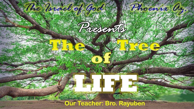 08212021 - IOG Phoenix - The Tree of ...